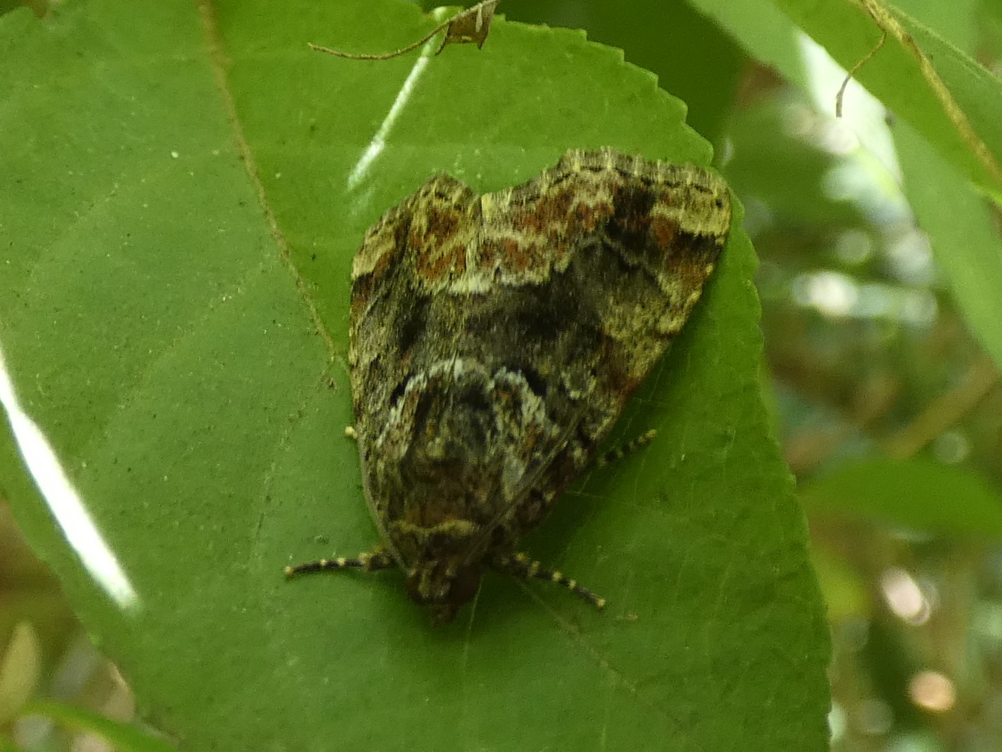 photo_2